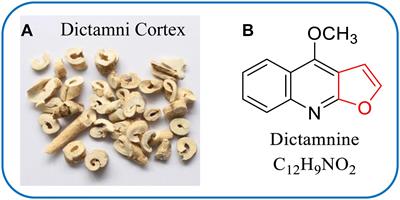 The Modulatory Role of CYP3A4 in Dictamnine-Induced Hepatotoxicity